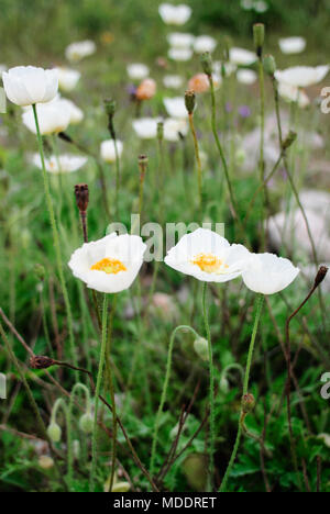 Die Gruppe der weißen Mohn in Steinen Stockfoto