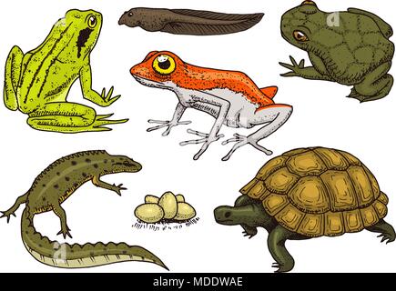 Reptilien und Amphibien. Pet und tropische Tiere. Wildlife und Frösche, Eidechsen und Schildkröten, Chamäleons und anuran graviert Hand in alten Vintage Skizze gezeichnet. Vector Illustration. Exotischen Zoologie. Stock Vektor