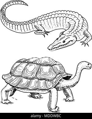 Kroko und Schildkröte. Reptilien und Amphibien Pet und tropische Tier. Graviert Hand in alten Vintage Skizze gezeichnet. Vector Illustration. Wildlife und exotischen Zoologie. Stock Vektor
