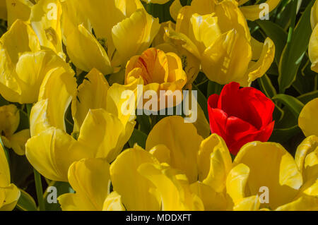 Hintergrund mit einem roten Tulpe von gelben Tulpen umgeben Stockfoto