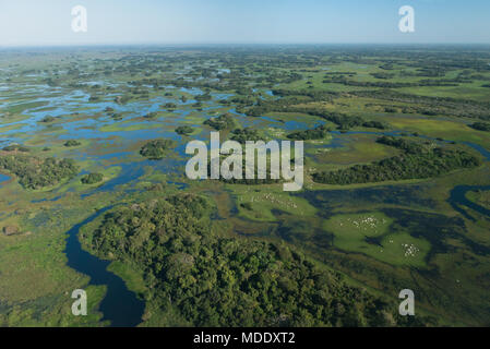 Rinder grasen auf den Inseln von trockenen Weide im Pantanal in Brasilien am Ende der Saison Stockfoto