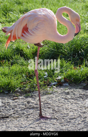 Eine größere Flamingo steht auf einem Bein Stockfoto