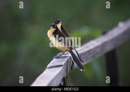 Ein paar schwarz-capped Donacobius aus dem Pantanal Stockfoto