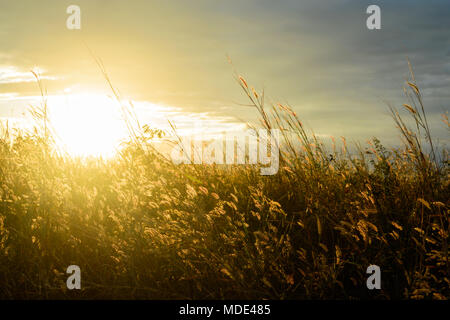 Feder pennisetum bei Sonnenuntergang. Dramatische und malerischen Abend Szene. Warme straffende Wirkung. Soft ausgewählt. Stockfoto