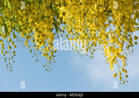 Cassia fistula Linn oder Ratchaphruek in Thailand, Asien. Stockfoto