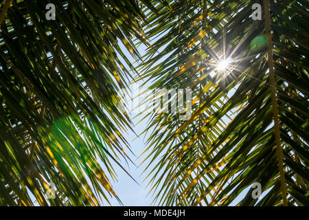 Sonne scheint durch Palmenblättern. Unter grünen Palmen Blätter mit Sunbeam und flare Licht. Stockfoto