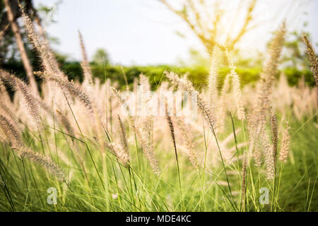 Feder pennisetum im Sonnenuntergang. Dramatische und malerischen Abend Szene. Warme straffende Wirkung. Retro und Vintage Style, weiche Filter. Stockfoto