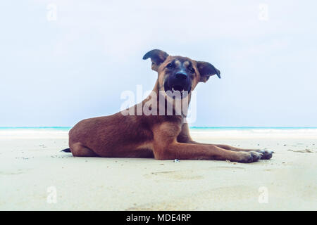 Brauner Hund am Strand. gute Hund liegend ruht auf dem Sand auf dem Hintergrund einer wunderschönen Seenlandschaft Stockfoto