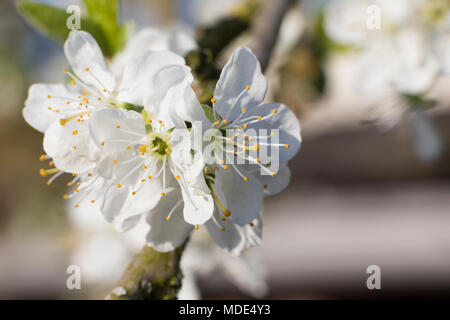 Blooming Tree Blossom prune Nahaufnahme Makro am sonnigen Tag im Frühling Stockfoto