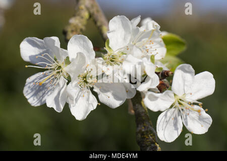 Blooming Tree Blossom prune Nahaufnahme Makro am sonnigen Tag im Frühling Stockfoto