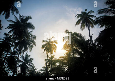 Zweigniederlassungen von Kokospalmen unter blauem Himmel, einem tropischen Sonnenuntergang. Die Sonne hinter den Palmenhain. tropisch-exotischen Insel. Stockfoto