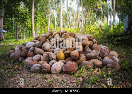 Gefallen coconut Um eine grüne Palme. Ein Bündel gefallene Kokosnüsse in einem Palmenhain. Trockene Kokosnüsse im Gras Stockfoto