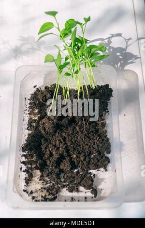 Keimlinge von Paprika Stockfoto