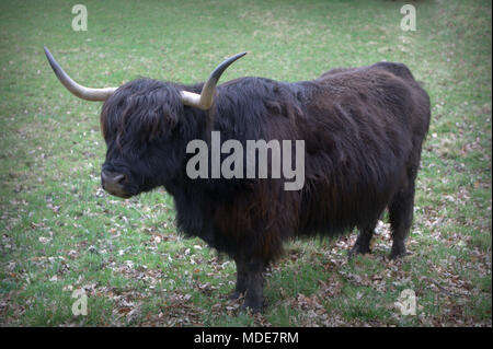 Schottische Schottische Highland rind kuh schwarzer Stier Hörner in offenen grünes Feld Stockfoto