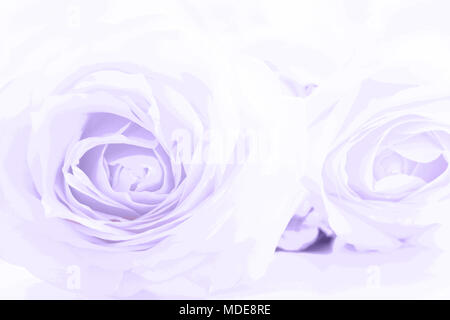 Weich ausgewachsenen uv-Rosen als neutraler Hintergrund. Close Up. Stockfoto