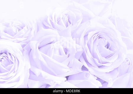 Weich ausgewachsenen zarte Rosen als neutraler Hintergrund. Selektive konzentrieren. Stockfoto