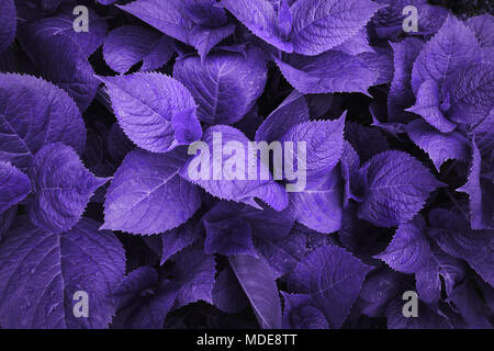 Grüne Blätter der Hortensie mit Regentropfen. Laub im Garten. Natur farbenen Hintergrund. Stockfoto