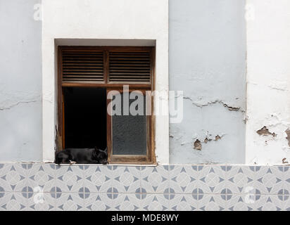 Hund schläft außerhalb Fenster öffnen Stockfoto