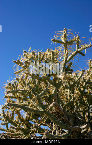 Opuntia ramosissima. Verzweigte Pencil Cholla Stockfoto