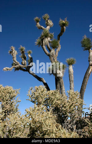 Viele Zweige der Joshua Tree Yucca Buergeri Mojave Wüste Joshua Tree National Park, Kalifornien Stockfoto