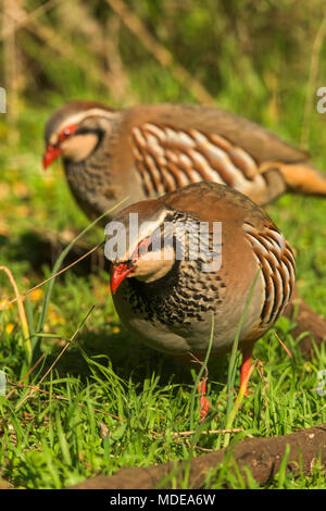 Red-legged Partridge (alectoris Rufa) im Feld Stockfoto