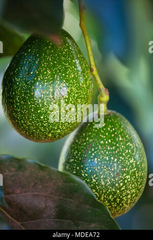 Nahaufnahme der einige Avocados auf einem Baum in Kenia. Stockfoto