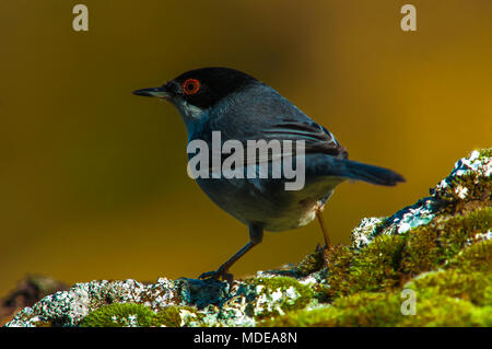 Sardische Warbler (Sylvia Melanocephala) männliche Portrait. Spanien. Stockfoto