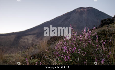 Ngauruhoe im Tongariro Nationalpark in Neuseeland, Tongariro Alpine Crossing Track Anfang, vulkanischen Gebiet Stockfoto