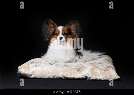 Papillon Hund liegt auf dem Tisch, die isoliert auf Schwarz zufrieden Stockfoto