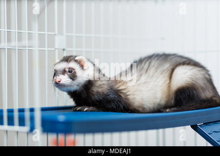 Eine schwarze und weiße Lügen in seinem Käfig auf einem platy Regal Frettchen Stockfoto