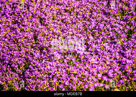 Aubretia Blumen im Frühling in Deutschland Stockfoto