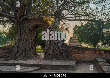 Antike alte Pagode mit Tür zerstörten Mauer durch Baum im Wat Phra Ngam buddhistischen Tempel in Ayutthaya, Thailand abgedeckt Stockfoto