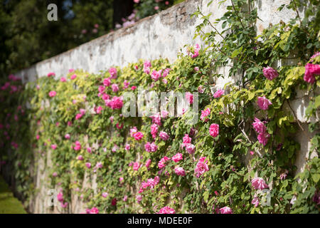 Rosa Rosen im Garten Wand mit verschwommenen Hintergrund Stockfoto