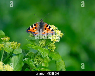 Schmetterling kleiner Fuchs Nymphalis urticae auf Alexander blumen April Stockfoto