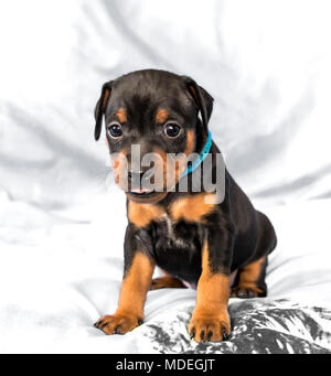 Der Zwergpinscher Welpe, 1 Monate alt Stockfoto