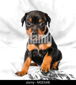 Der Zwergpinscher Welpe, 1 Monate alt Stockfoto