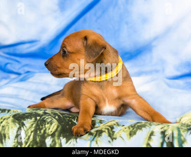 Rot Zwergpinscher Welpe, 1 Monate alt Stockfoto