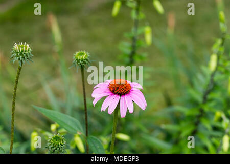 Einsame coneflower blühen im Garten Stockfoto