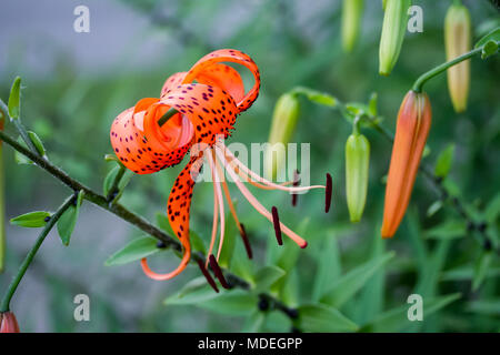 Ein Tiger Lily geöffnet und einige, die dies noch nicht getan haben. Stockfoto