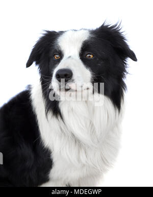 Portrait von wunderschönen Border Collie auf weißem Hintergrund Stockfoto