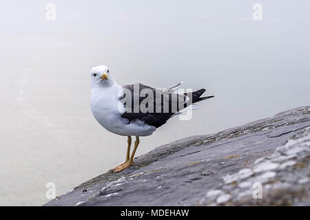 Die Möwe sitzt auf einem Felsen vor dem Hintergrund des Meeres. Am frühen Morgen Stockfoto