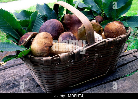 Einen schönen Korb mit Steinpilzen in den Wäldern von Mindino gesammelt, in der oberen Val Tanaro, garniert mit Kastanien Blätter, auf einem alten Holztisch. Stockfoto