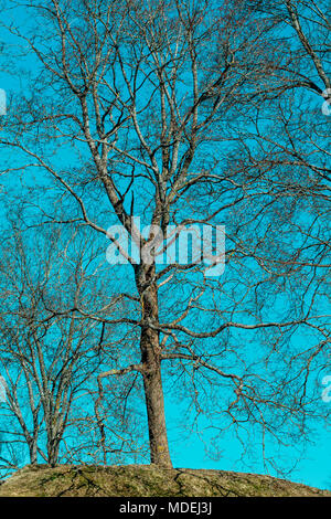 Einen toten alten Baum auf einem Hügel gegen den blauen Himmel. Getönten Bild. Stockfoto