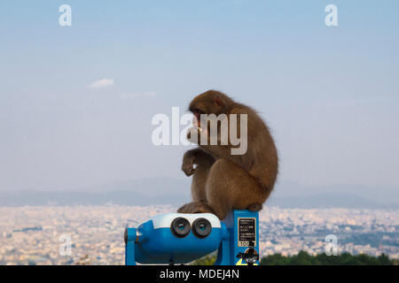 Japanmakaken in der Monkey Park in Arashiyama, mit der Stadt im Hintergrund von Kyoto, Japan Stockfoto