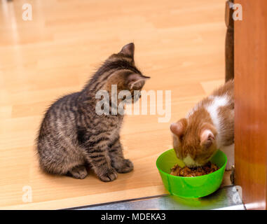 Ein Ingwer und weiße Katze Essen einer weichen Dosen Katzenfutter aus einer grünen Schüssel. Tabby kitten sitzen und Schauen. Zwei kleine niedliche Kätzchen Stockfoto
