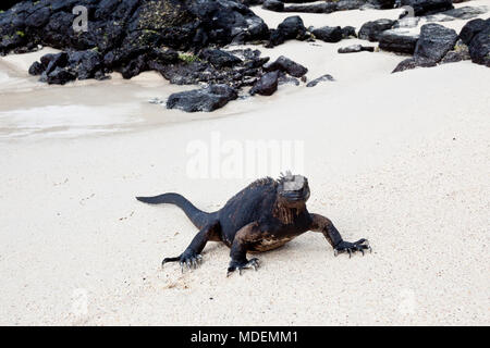 Marine iguana ist in das Meer, aber an Land geht auf warmen Sonnen Stockfoto