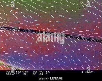 Der westlichen Honigbiene (Apis mellifera), die Flügel in der 172x vergrößert Rasterelektronenmikroskopische (SEM) Bild 2005 dargestellt. Mit freundlicher Seuchenkontrollzentren (CDC)/Janice Haney Carr, Connie Blumen, und Pamela Munn der International Bee Research Association IBRA. Hinweis: Das Bild hat digital über ein modernes Prozess eingefärbt worden. Farben können nicht wissenschaftlich korrekt sein. () Stockfoto