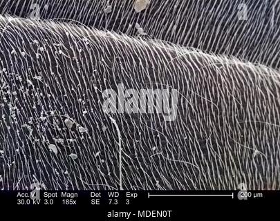 Der westlichen Honigbiene (Apis mellifera) exoskeletal Fläche in 185 x vergrößert Rasterelektronenmikroskopische (SEM) Bild 2005 dargestellt. Mit freundlicher Seuchenkontrollzentren (CDC)/Janice Haney Carr, Connie Blumen, und Pamela Munn der International Bee Research Association IBRA. Hinweis: Das Bild hat digital über ein modernes Prozess eingefärbt worden. Farben können nicht wissenschaftlich korrekt sein. () Stockfoto