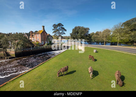 Der Esel grasen Neben dem Beaulieu River in Beaulieu Village, New Forest, Großbritannien Stockfoto