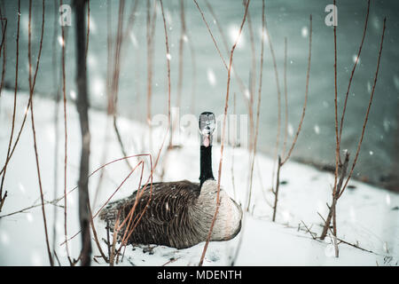 Kanadische Gans im Blizzard Stockfoto